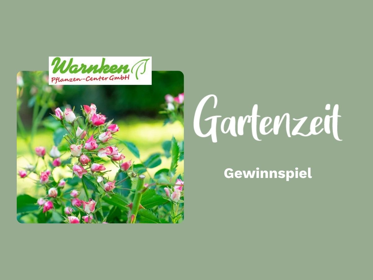 Wir verlosen dreimal die Rosenneuheit 'Knoppi'